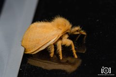 Megalopyge pyxidifera by no rights reserved, uploaded by Lyn Roueche. Used under a CC0 license.