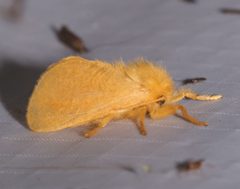 Megalopyge pyxidifera by (c) Laura Gaudette, some rights reserved (CC BY), uploaded by Laura Gaudette. Used under a CC-BY license.