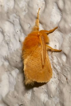 Megalopyge pyxidifera by (c) Laura Gaudette, some rights reserved (CC BY), uploaded by Laura Gaudette. Used under a CC-BY license.