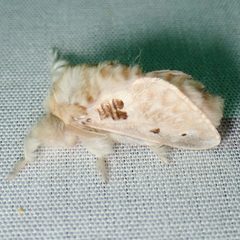 Megalopyge lapena by (c) Sue Carnahan, some rights reserved (CC BY), uploaded by Sue Carnahan. Used under a CC-BY license.