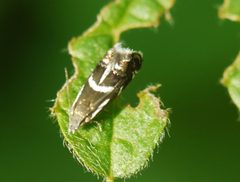 Millieriidae by (c) Roman, some rights reserved (CC BY), uploaded by Roman. Used under a CC-BY license.