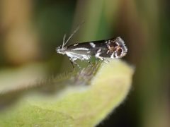 Millieriidae by (c) Roman, some rights reserved (CC BY), uploaded by Roman. Used under a CC-BY license.