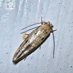Mompha brevivittella by (c) Healthy Yards, some rights reserved (CC BY), uploaded by Healthy Yards. Used under a CC-BY license.