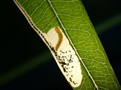 Mompha raschkiella by (c) giantcicada, some rights reserved (CC BY), uploaded by giantcicada. Used under a CC-BY license.