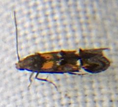 Mompha raschkiella by (c) Paul Cook, some rights reserved (CC BY), uploaded by Paul Cook. Used under a CC-BY license.