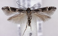 Mompha sturnipennella by (c) Dave, some rights reserved (CC BY), uploaded by Dave. Used under a CC-BY license.