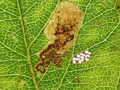 Ectoedemia by (c) Nigel Voaden, some rights reserved (CC BY). Used under a CC-BY license.