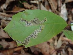 Ectoedemia by (c) Evan M. Raskin, some rights reserved (CC BY), uploaded by Evan M. Raskin. Used under a CC-BY license.