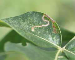 Ectoedemia by (c) Even Dankowicz, some rights reserved (CC BY), uploaded by Even Dankowicz. Used under a CC-BY license.