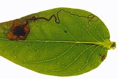 Ectoedemia by (c) Nigel Voaden, some rights reserved (CC BY). Used under a CC-BY license.