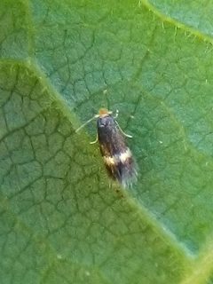 Stigmella betulicola by (c) Stephen Thorpe, some rights reserved (CC BY), uploaded by Stephen Thorpe. Used under a CC-BY license.