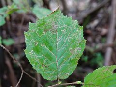 Stigmella betulicola by (c) Jacqui Geux, some rights reserved (CC BY), uploaded by Jacqui Geux. Used under a CC-BY license.