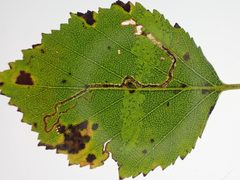 Stigmella betulicola by (c) Nigel Voaden, some rights reserved (CC BY). Used under a CC-BY license.