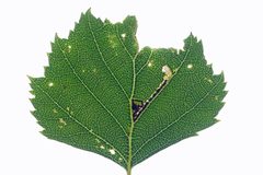 Stigmella betulicola by (c) Nigel Voaden, some rights reserved (CC BY). Used under a CC-BY license.