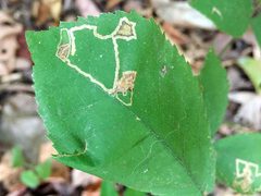 Stigmella betulicola by (c) Katja Schulz, some rights reserved (CC BY), uploaded by Katja Schulz. Used under a CC-BY license.