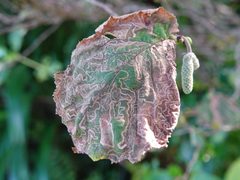 Stigmella by (c) Jacqui Geux, some rights reserved (CC BY), uploaded by Jacqui Geux. Used under a CC-BY license.