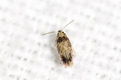 Stigmella macrocarpae by (c) Owen Strickland, some rights reserved (CC BY), uploaded by Owen Strickland. Used under a CC-BY license.