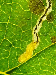 Stigmella microtheriella by (c) Stephen Thorpe, some rights reserved (CC BY), uploaded by Stephen Thorpe. Used under a CC-BY license.