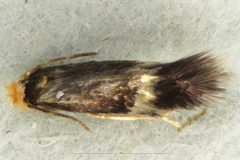 Stigmella microtheriella by (c) Mike Bowie, some rights reserved (CC BY), uploaded by Mike Bowie. Used under a CC-BY license.