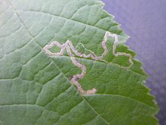 Stigmella microtheriella by (c) Donald Hobern, some rights reserved (CC BY). Used under a CC-BY license.