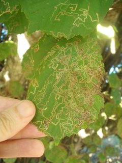 Stigmella microtheriella by (c) Stephen Thorpe, some rights reserved (CC BY), uploaded by Stephen Thorpe. Used under a CC-BY license.