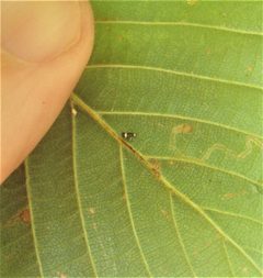 Stigmella microtheriella by (c) Stephen Thorpe, some rights reserved (CC BY), uploaded by Stephen Thorpe. Used under a CC-BY license.