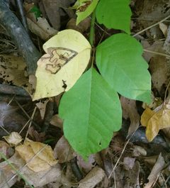 Stigmella rhoifoliella by (c) Even Dankowicz, some rights reserved (CC BY), uploaded by Even Dankowicz. Used under a CC-BY license.