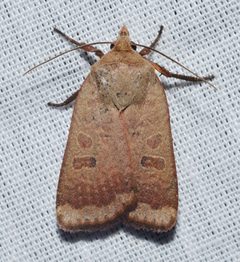 Abagrotis alternata by (c) Andy Reago & Chrissy McClarren, some rights reserved (CC BY). Used under a CC-BY license.