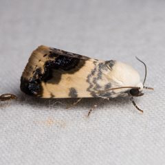 Acontia behrii by (c) Ken-ichi Ueda, some rights reserved (CC BY), uploaded by Ken-ichi Ueda. Used under a CC-BY license.