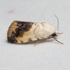 Acontia behrii by (c) Ken-ichi Ueda, some rights reserved (CC BY), uploaded by Ken-ichi Ueda. Used under a CC-BY license.