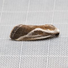 Ponometia alata by (c) Ken-ichi Ueda, some rights reserved (CC BY), uploaded by Ken-ichi Ueda. Used under a CC-BY license.