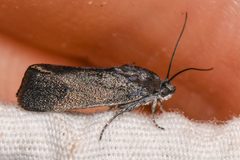 Ponometia nigra by (c) Trevor Van Loon, some rights reserved (CC BY), uploaded by Trevor Van Loon. Used under a CC-BY license.