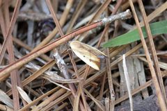 Ponometia parvula by (c) Lauren McLaurin, some rights reserved (CC BY), uploaded by Lauren McLaurin. Used under a CC-BY license.