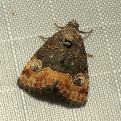 Ozarba propera by (c) Katja Schulz, some rights reserved (CC BY). Used under a CC-BY license.
