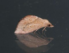 Proroblemma testa by (c) Laura Gaudette, some rights reserved (CC BY), uploaded by Laura Gaudette. Used under a CC-BY license.