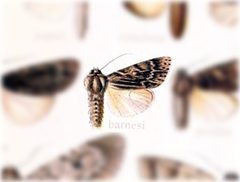 Acronicta barnesii by no rights reserved, uploaded by Andreas Manz. Used under a CC0 license.