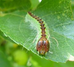 Acronicta superans by (c) christine123, some rights reserved (CC BY), uploaded by christine123. Used under a CC-BY license.