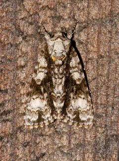 Acronicta superans by (c) Laura Gaudette, some rights reserved (CC BY), uploaded by Laura Gaudette. Used under a CC-BY license.