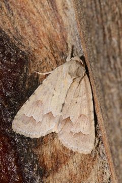 Acronicta betulae by (c) Laura Gaudette, some rights reserved (CC BY), uploaded by Laura Gaudette. Used under a CC-BY license.