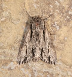 Acronicta browni by (c) Laura Gaudette, some rights reserved (CC BY), uploaded by Laura Gaudette. Used under a CC-BY license.