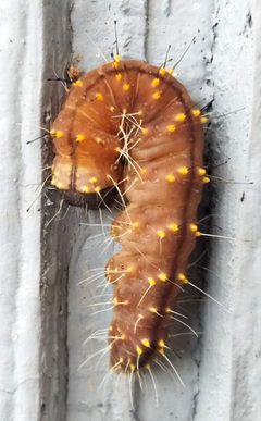 Acronicta brumosa by (c) Wes Copas, some rights reserved (CC BY), uploaded by Wes Copas. Used under a CC-BY license.