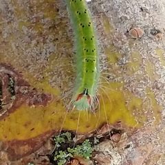 Acronicta connecta by (c) Dory M, some rights reserved (CC BY), uploaded by Dory M. Used under a CC-BY license.