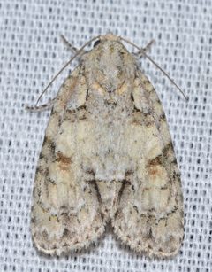 Acronicta exilis by no rights reserved, uploaded by Chrissy McClarren and Andy Reago. Used under a CC0 license.