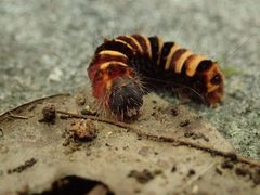Acronicta hamamelis by (c) Evan M. Raskin, some rights reserved (CC BY), uploaded by Evan M. Raskin. Used under a CC-BY license.