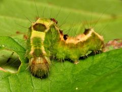 Acronicta hamamelis by (c) Katja Schulz, some rights reserved (CC BY). Used under a CC-BY license.