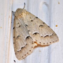 Acronicta innotata by (c) Aaron Carlson, some rights reserved (CC BY), uploaded by Aaron Carlson. Used under a CC-BY license.