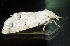 Acronicta innotata by (c) David Dodd, some rights reserved (CC BY), uploaded by David Dodd. Used under a CC-BY license.