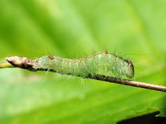 Acronicta laetifica by (c) Katja Schulz, some rights reserved (CC BY), uploaded by Katja Schulz. Used under a CC-BY license.