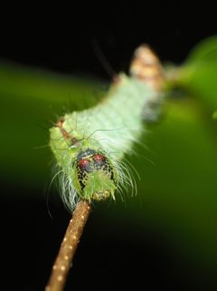 Acronicta laetifica by (c) Katja Schulz, some rights reserved (CC BY), uploaded by Katja Schulz. Used under a CC-BY license.