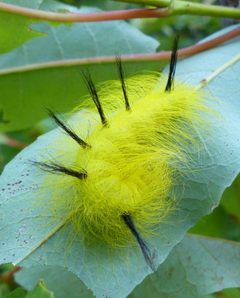 Acronicta lepusculina by (c) christine123, some rights reserved (CC BY), uploaded by christine123. Used under a CC-BY license.